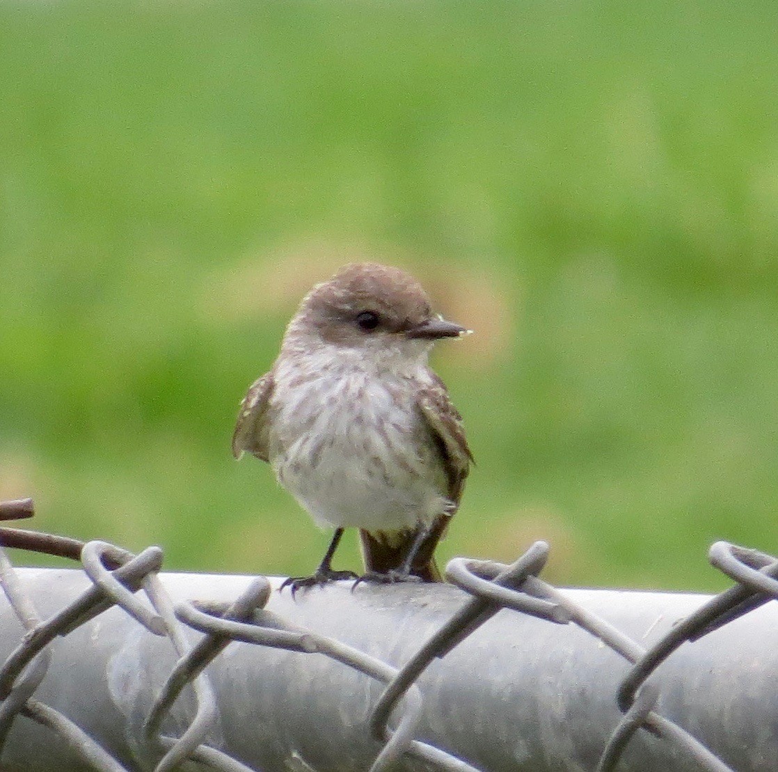 Vermilion Flycatcher - ML65967331