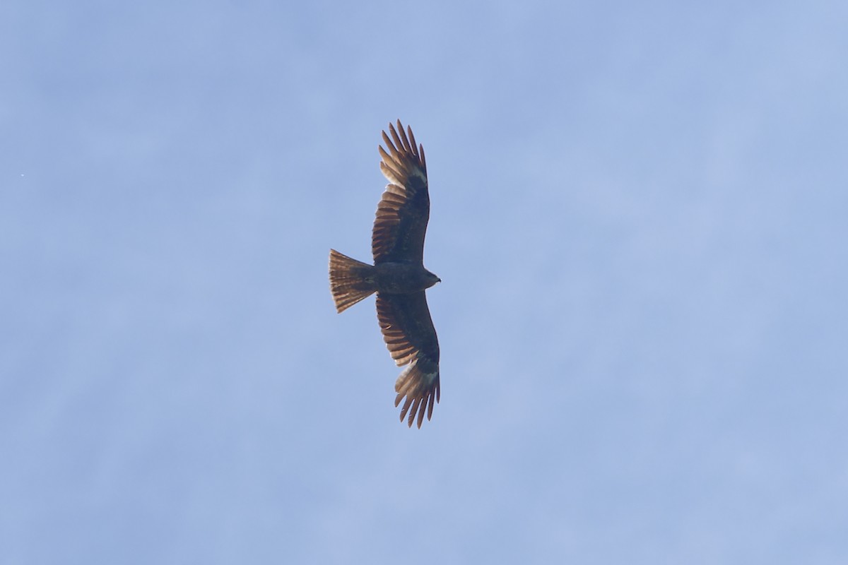Black Kite - ML659674136