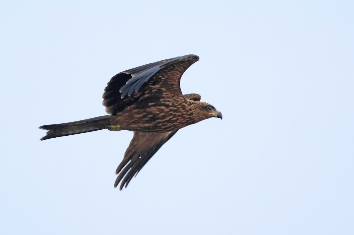 Black Kite - ML659674138