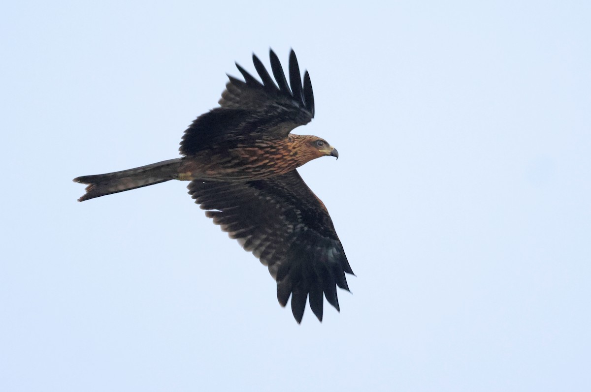 Black Kite - ML659674139