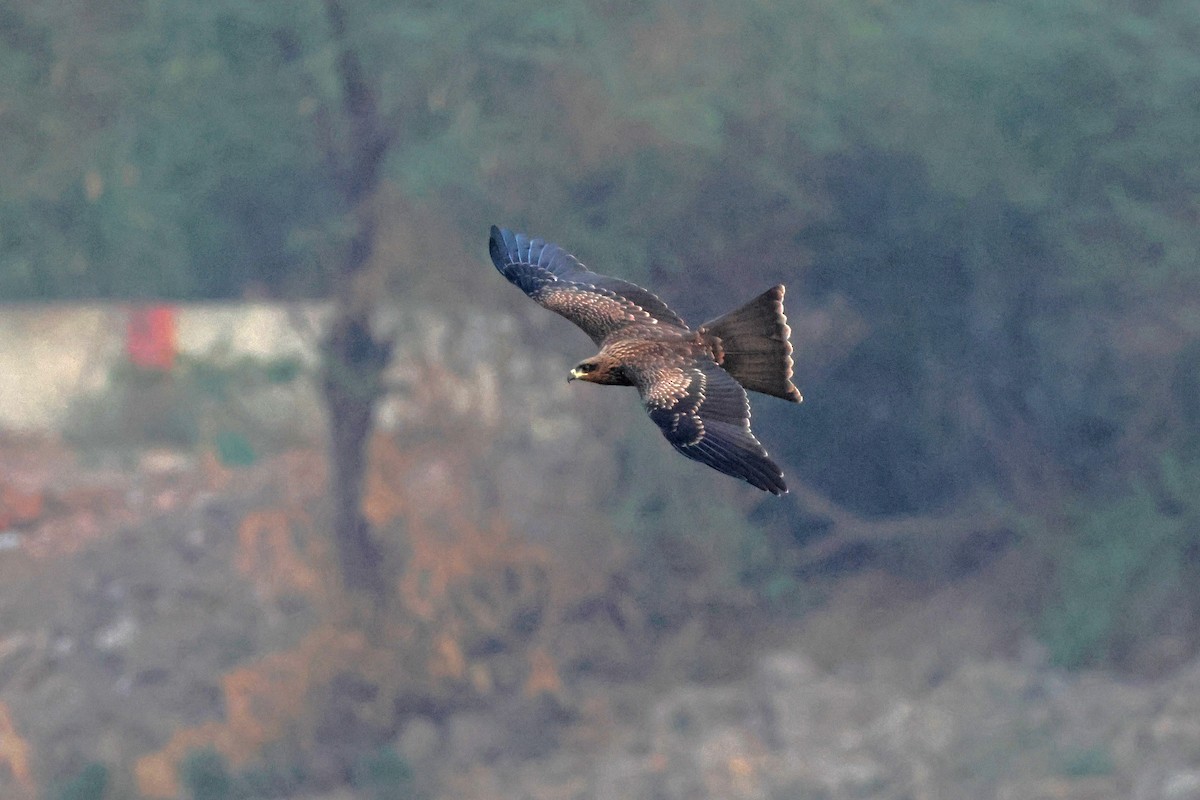 Black Kite - ML659674140