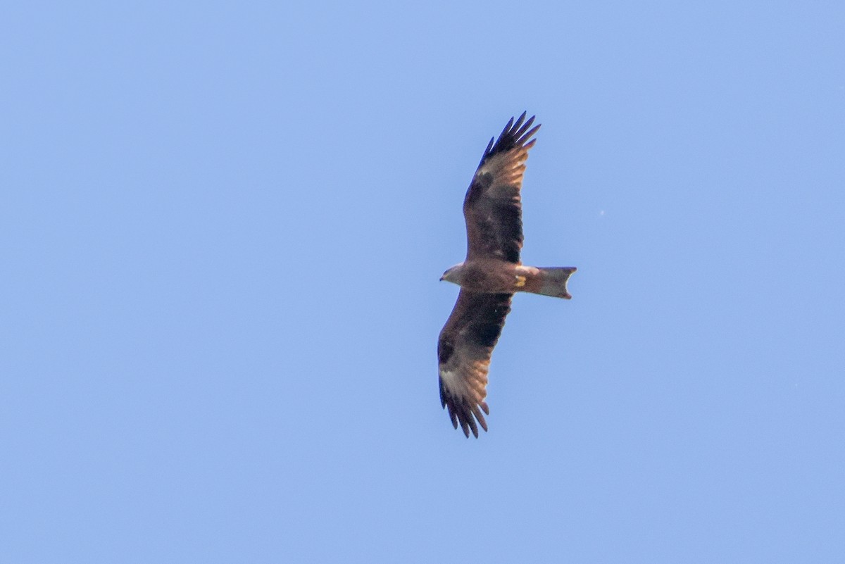 Black Kite - ML659675320