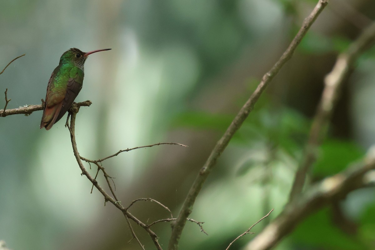 Buff-bellied Hummingbird (Northern) - ML659675457