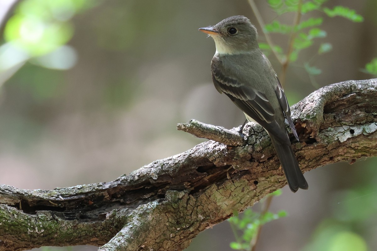 Eastern Wood-Pewee - ML659675469