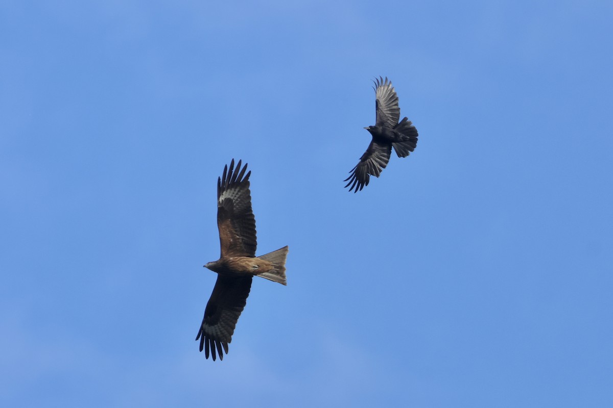 Black Kite (Black-eared) - ML659675477