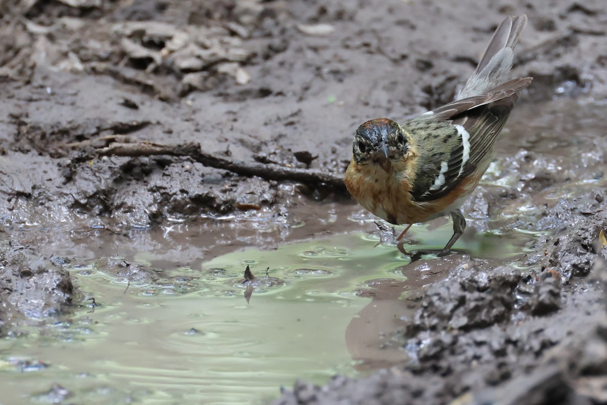Bay-breasted Warbler - ML659675489