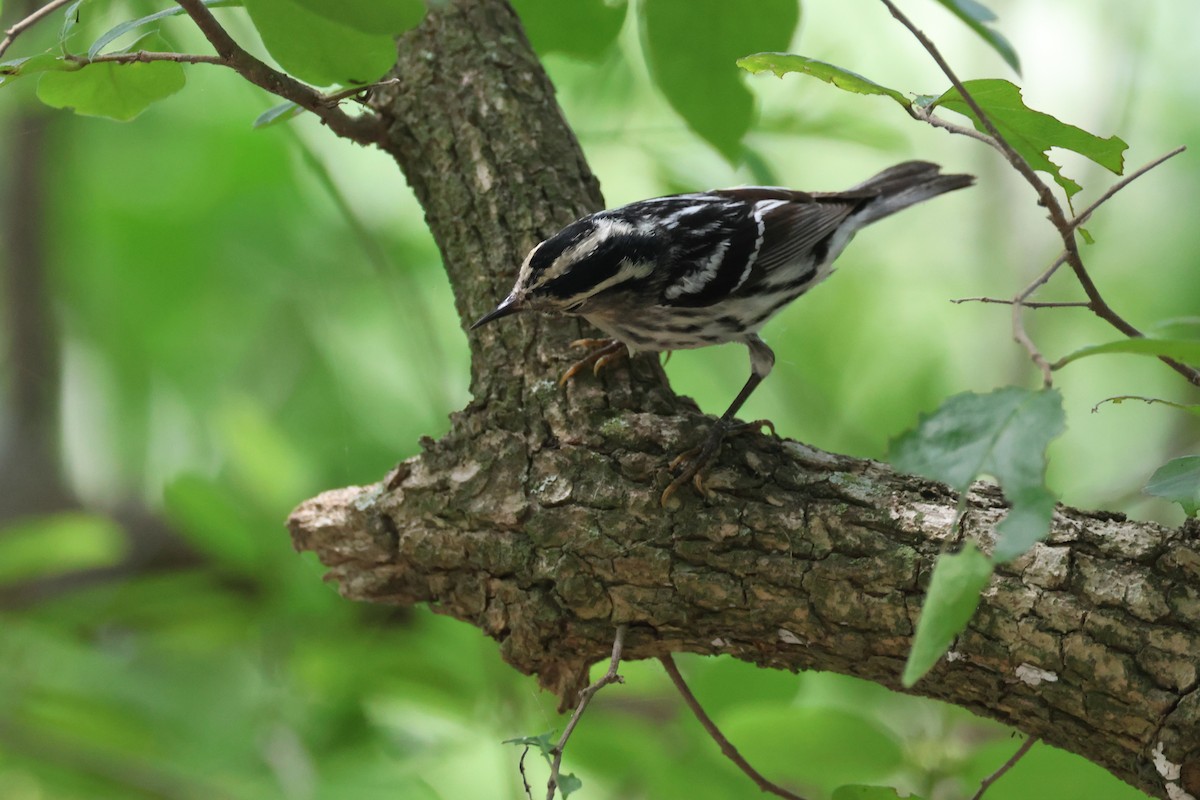 Black-and-white Warbler - ML659675540
