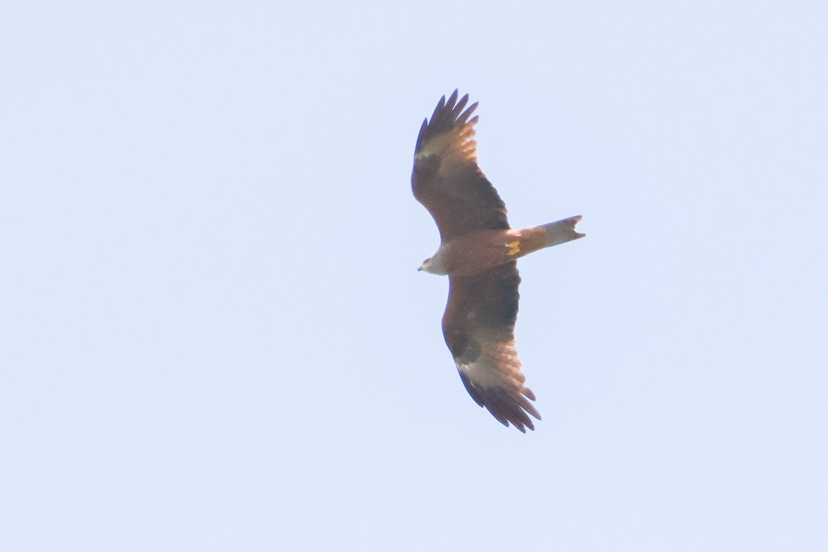 Black Kite - ML659675823