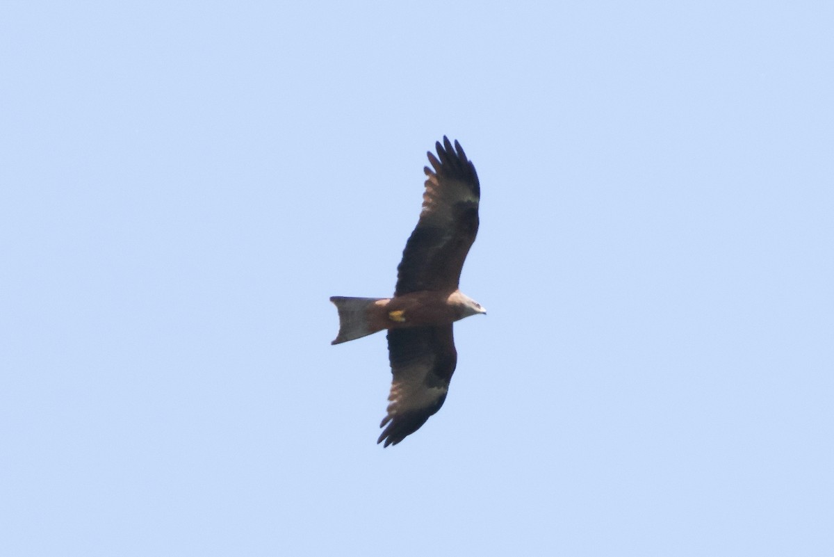 Black Kite - ML659675824
