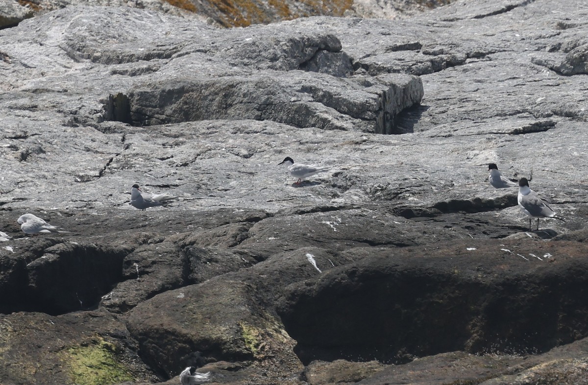 Roseate Tern - ML659675910