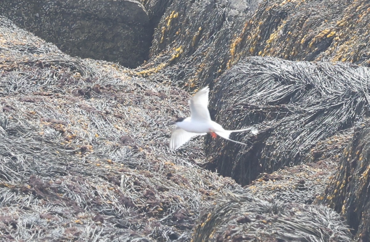 Roseate Tern - ML659676277