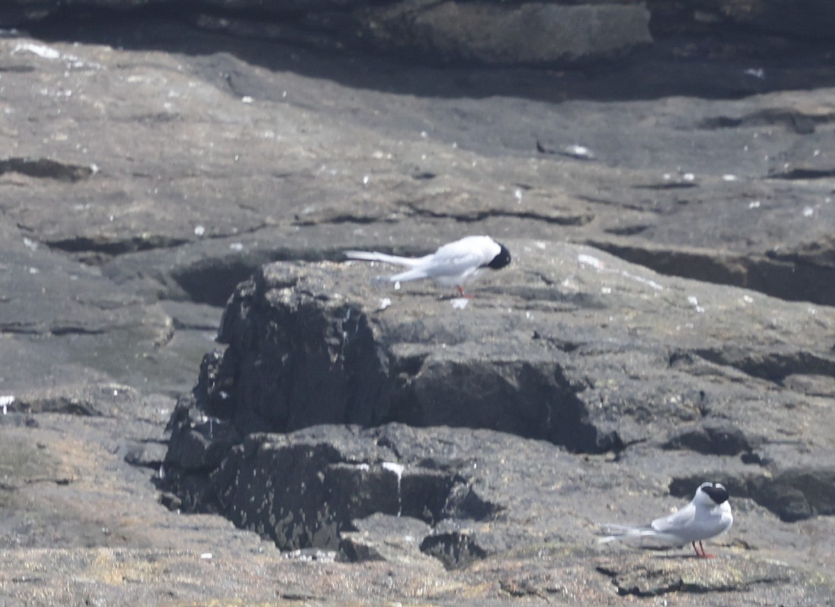 Roseate Tern - ML659676379