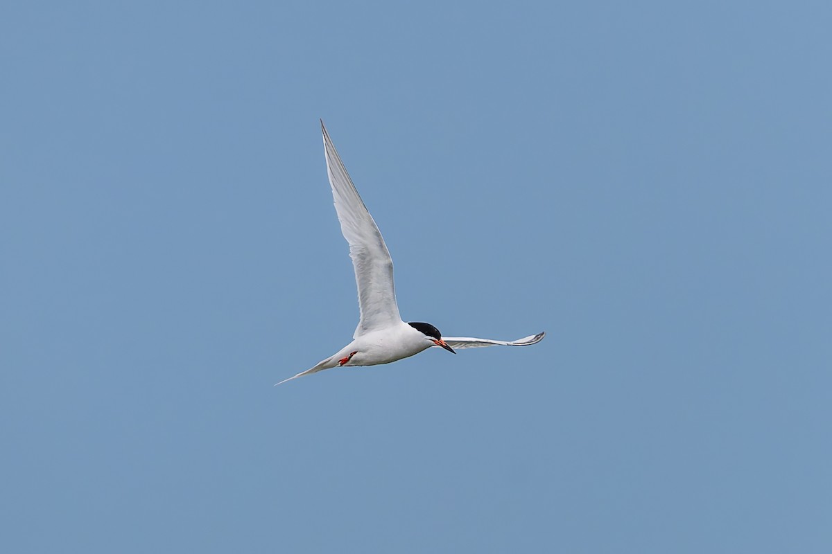 Roseate Tern - ML659676671