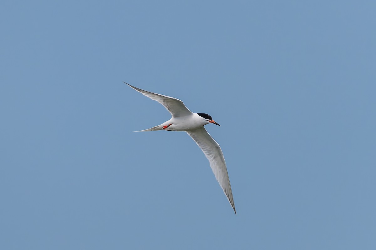 Roseate Tern - ML659676672