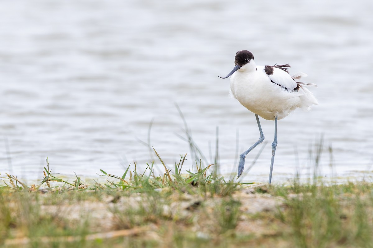 Pied Avocet - ML659678600
