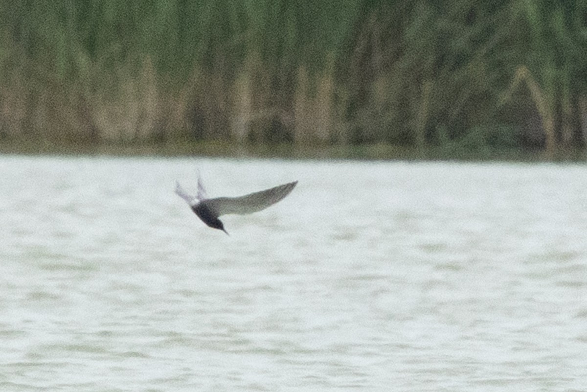 Black Tern - ML659678608