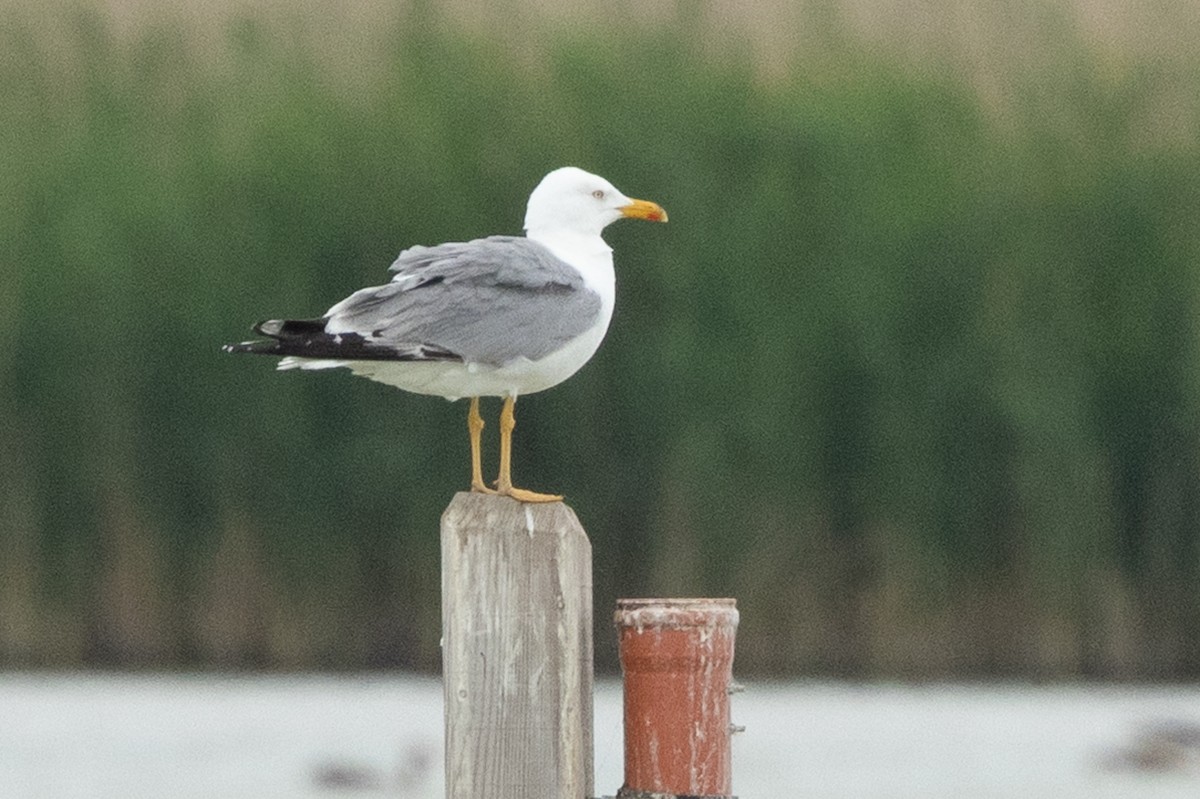 Yellow-legged Gull - ML659678621