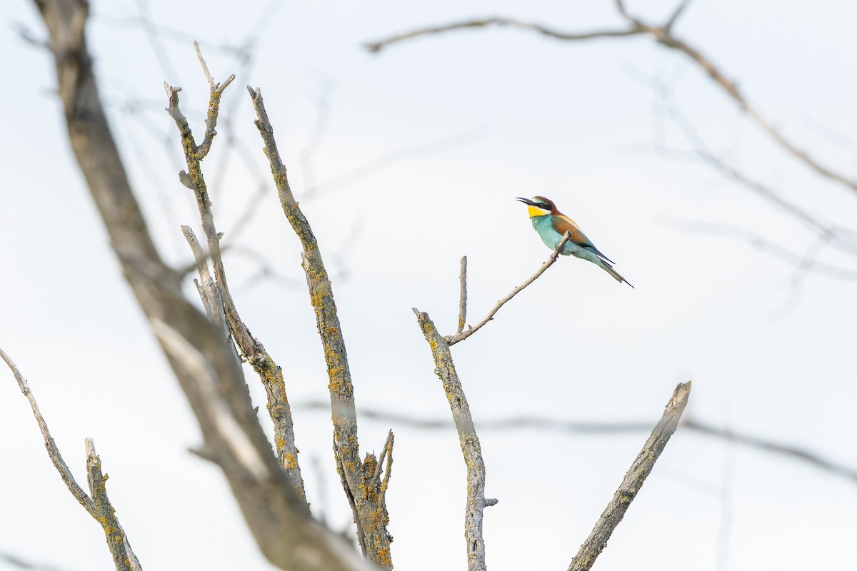 European Bee-eater - ML659678672