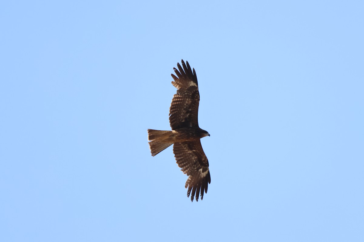 Black Kite - ML659678712