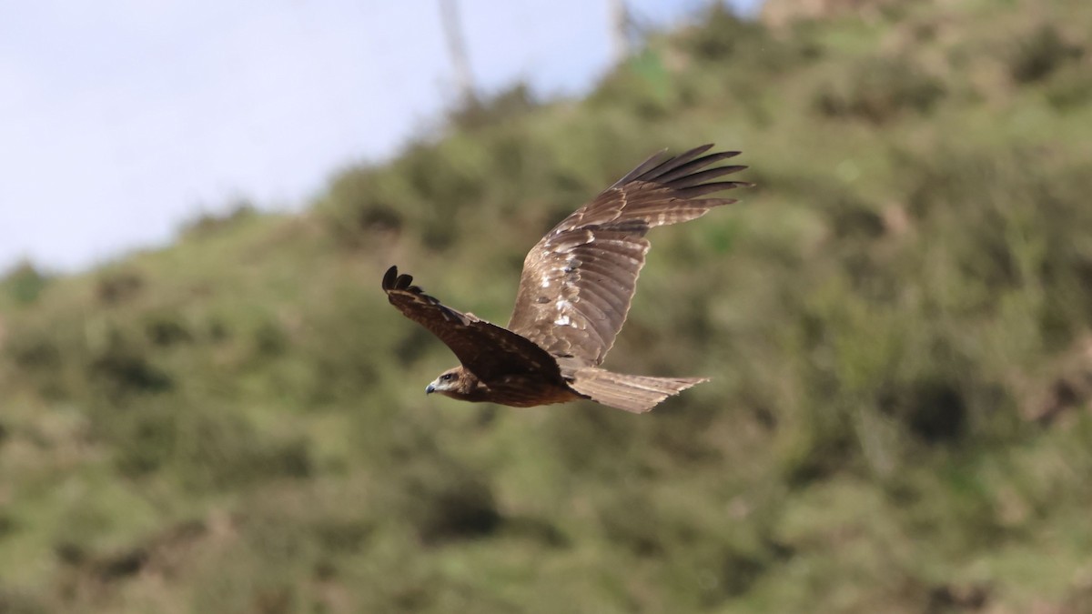 Black Kite - ML659678725