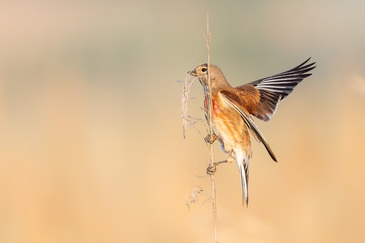 Eurasian Linnet - ML659678763