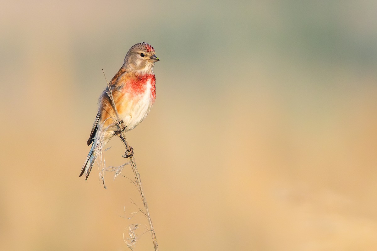 Eurasian Linnet - ML659678765