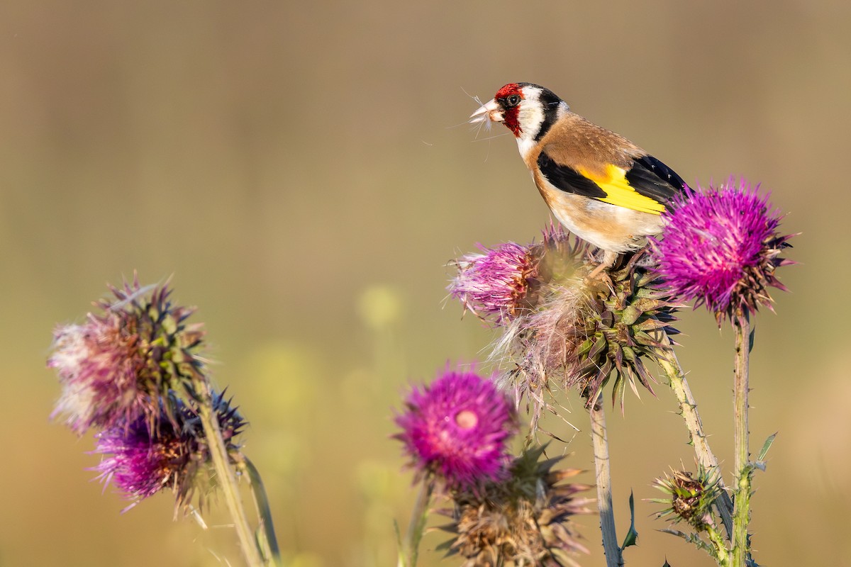 European Goldfinch - ML659678778