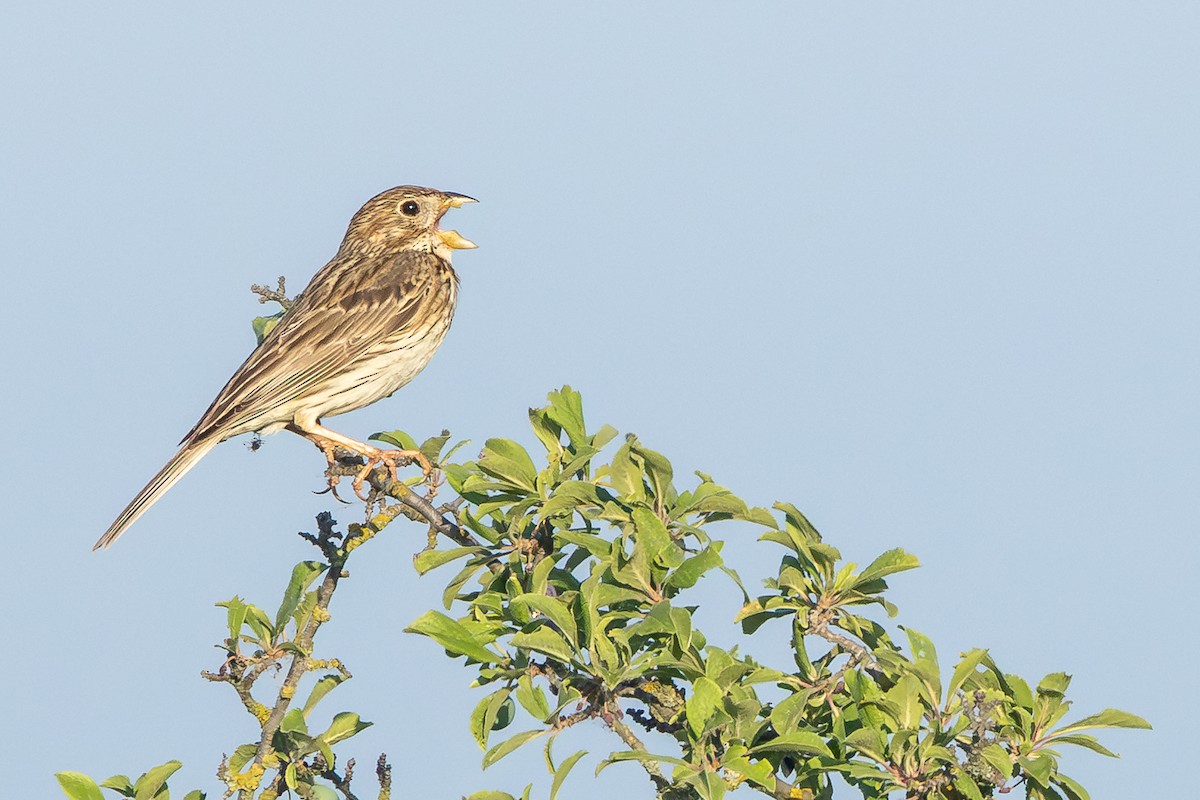 Corn Bunting - ML659678780