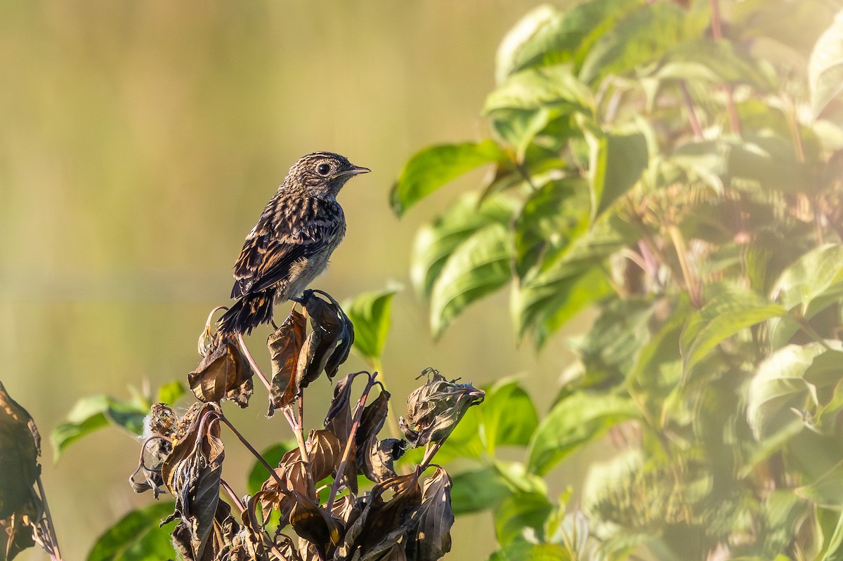 European Stonechat - ML659678784