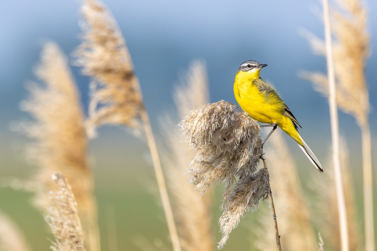 Western Yellow Wagtail - ML659678793