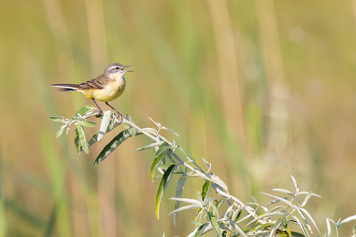 Western Yellow Wagtail - ML659678794