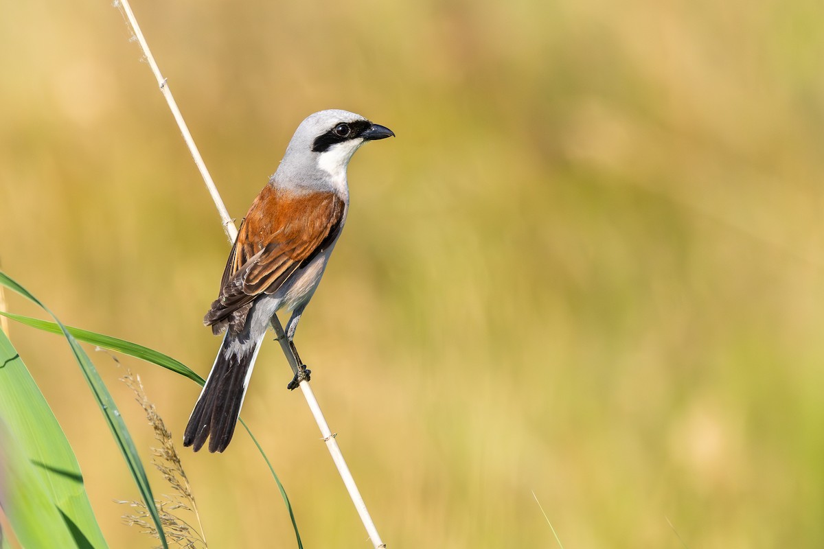 Red-backed Shrike - ML659678807