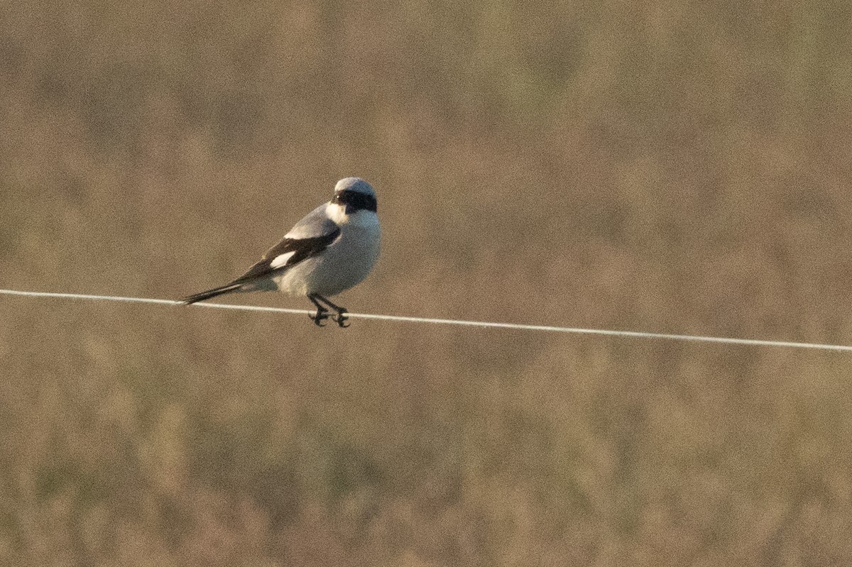 Lesser Gray Shrike - ML659678814