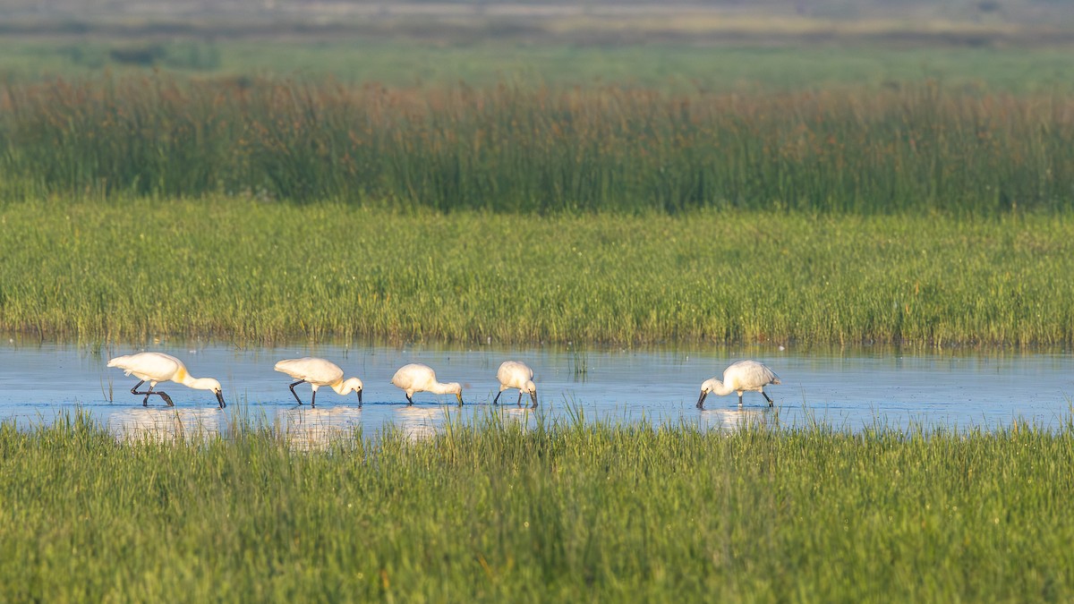 Eurasian Spoonbill - ML659678823