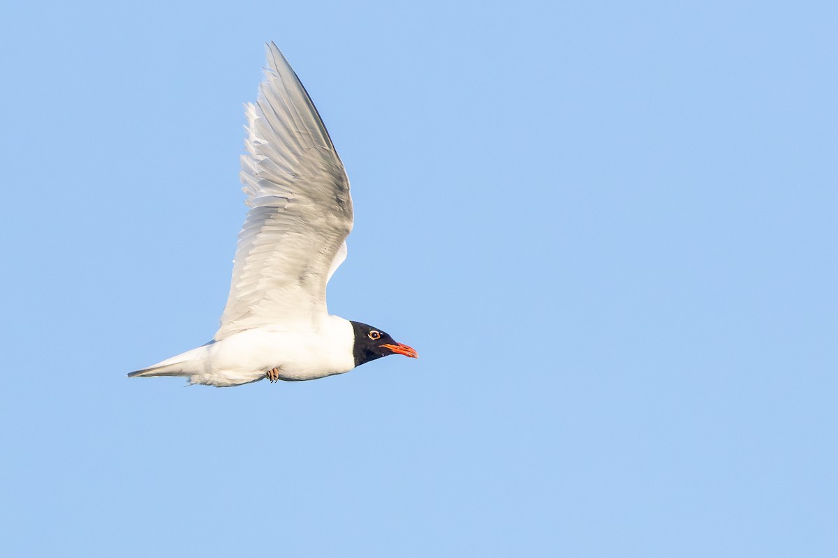 Mediterranean Gull - ML659678835