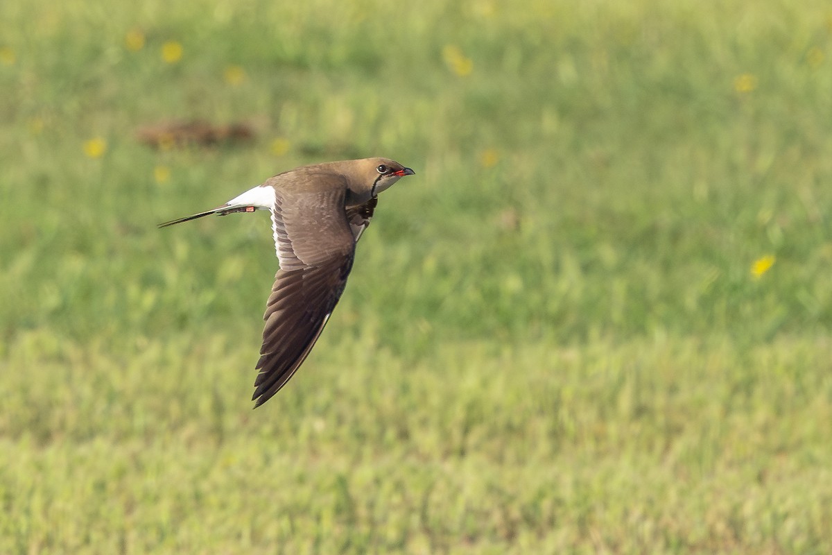 Collared Pratincole - ML659678842
