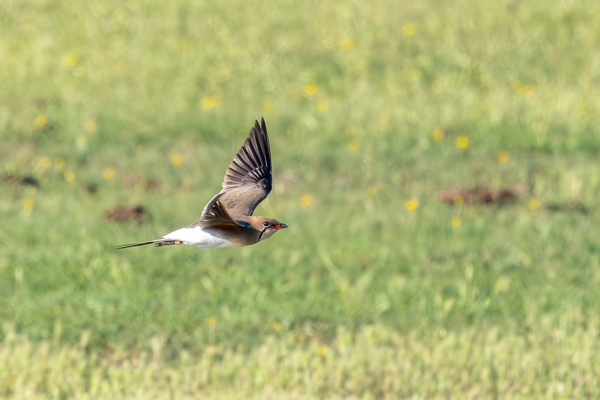 Collared Pratincole - ML659678843