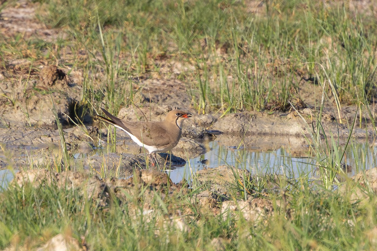 Collared Pratincole - ML659678844