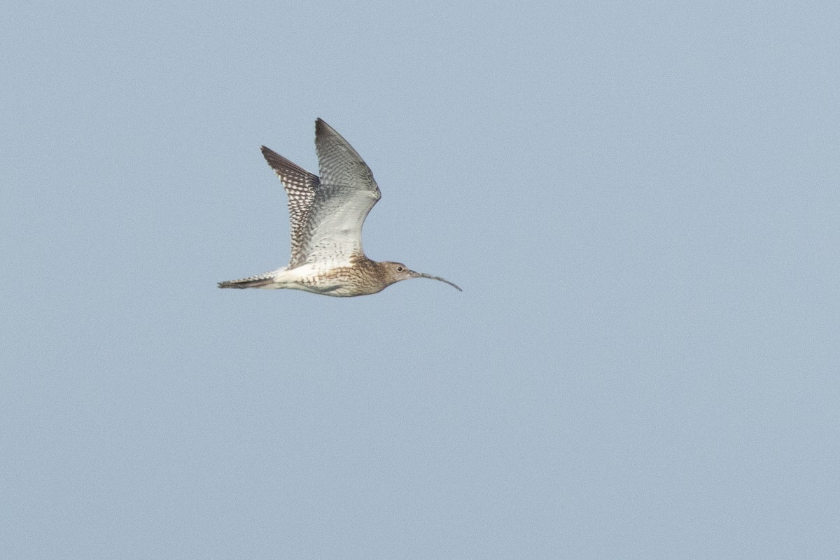 Eurasian Curlew - ML659678851