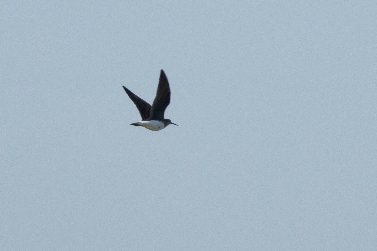 Green Sandpiper - ML659678859