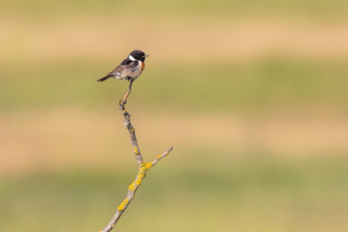 European Stonechat - ML659678887