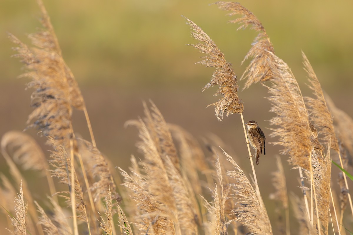 Sedge Warbler - ML659678917