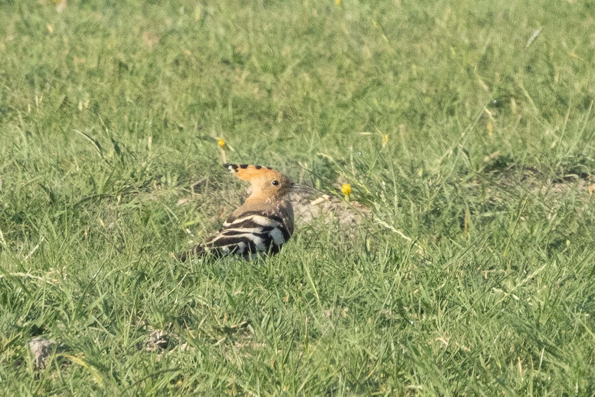 Common Hoopoe - ML659678920