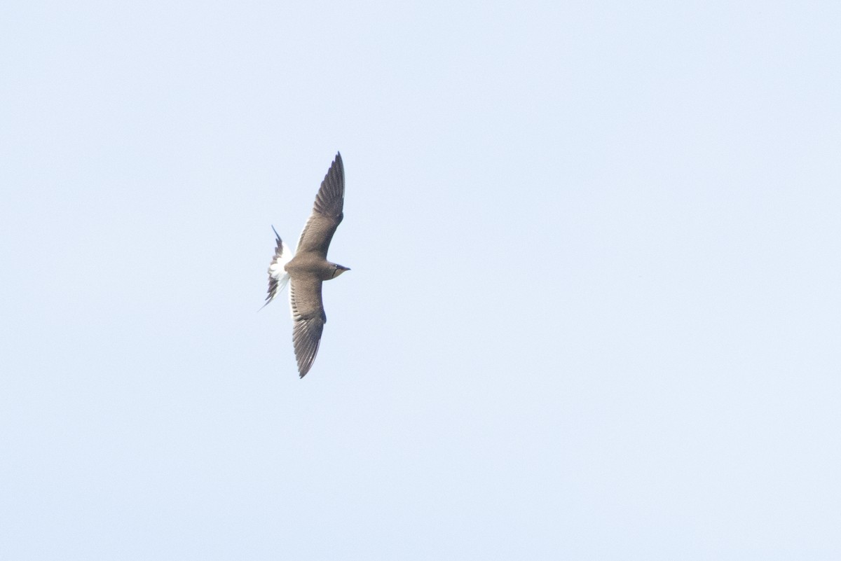 Collared Pratincole - ML659679123
