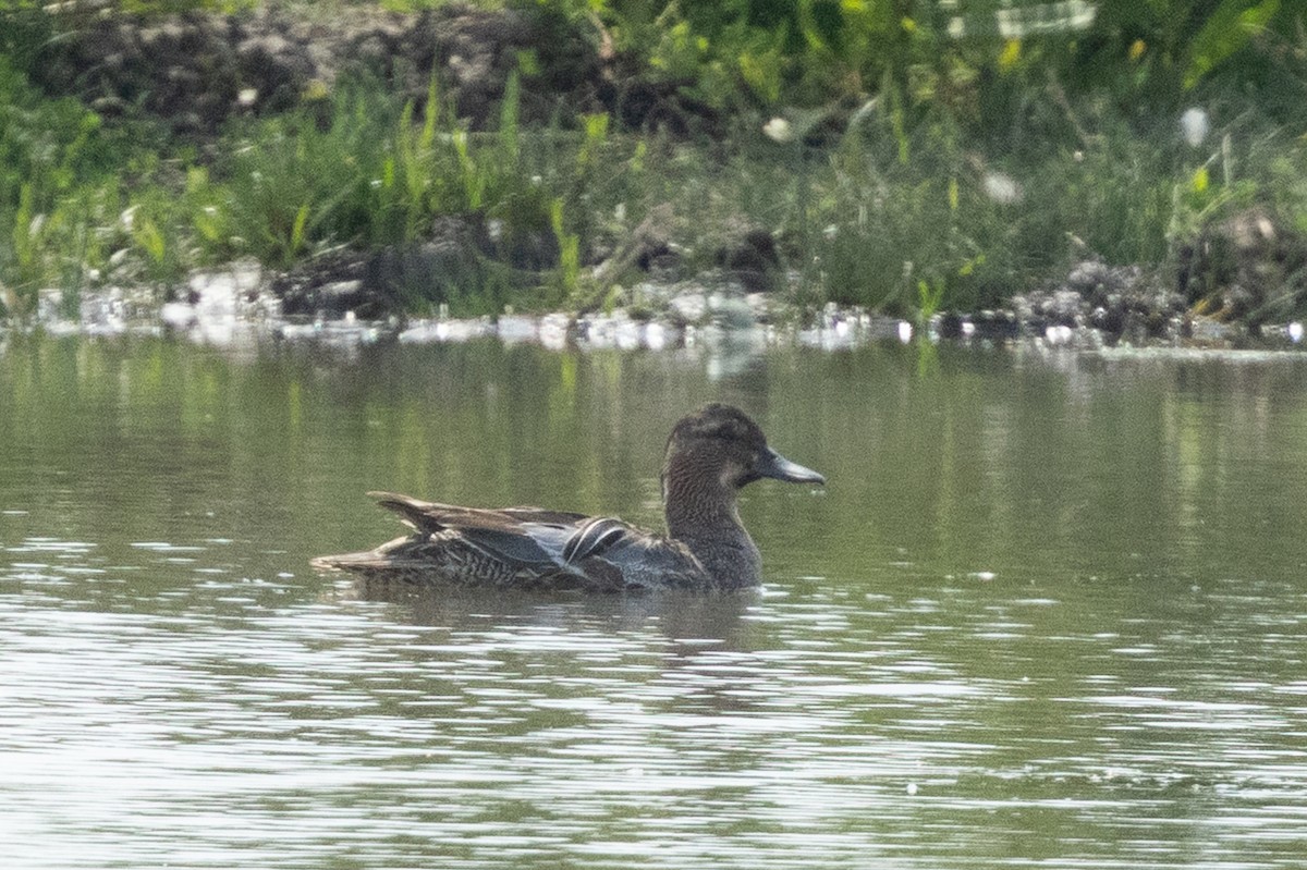 Garganey - ML659679130