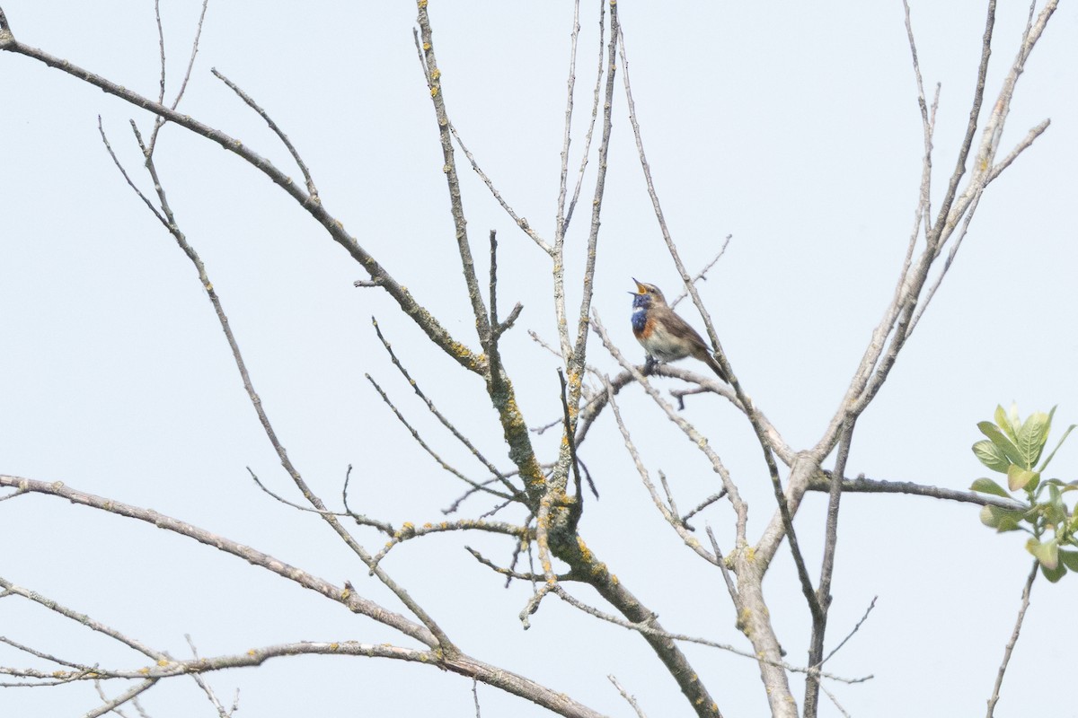 Bluethroat (White-spotted) - ML659679133