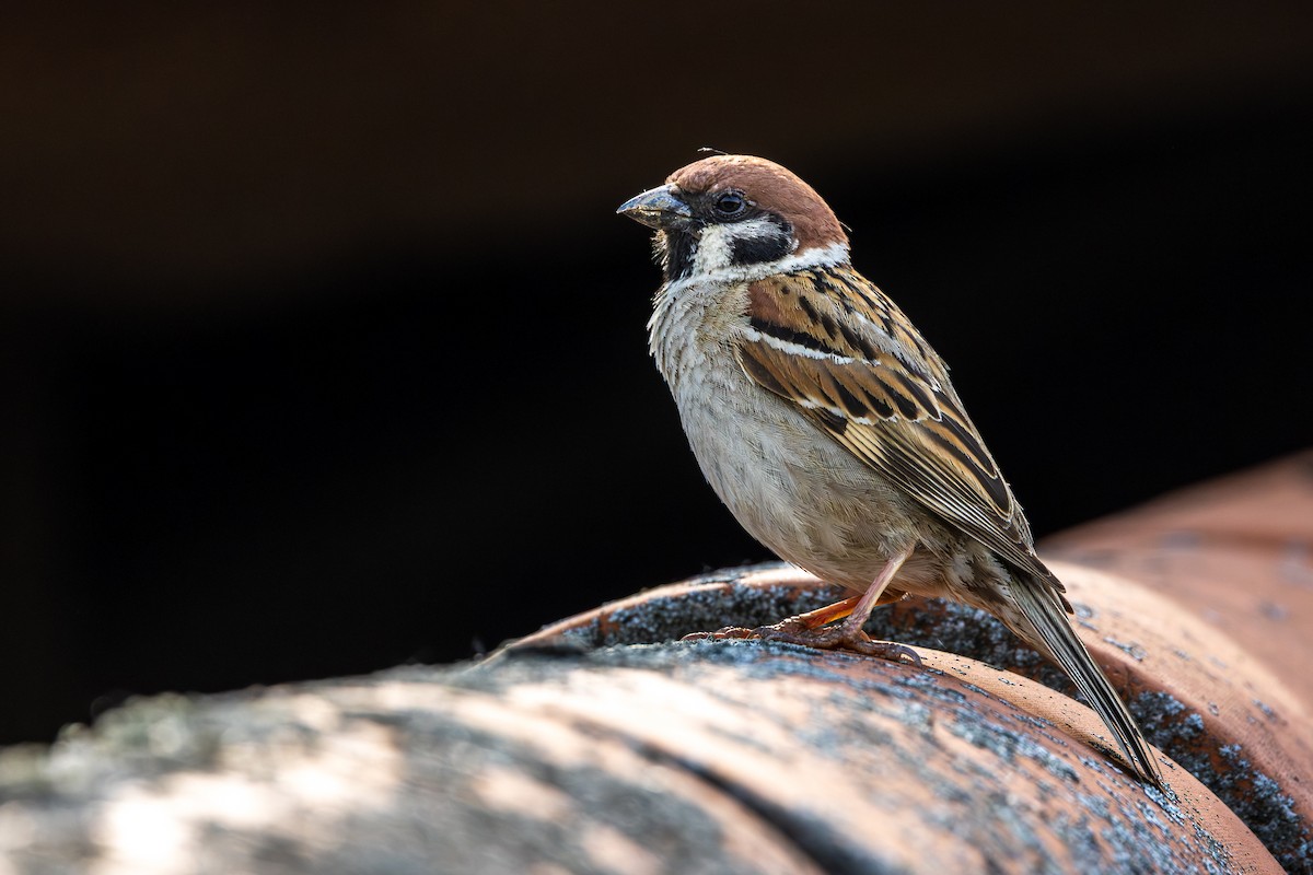 Eurasian Tree Sparrow - ML659679138