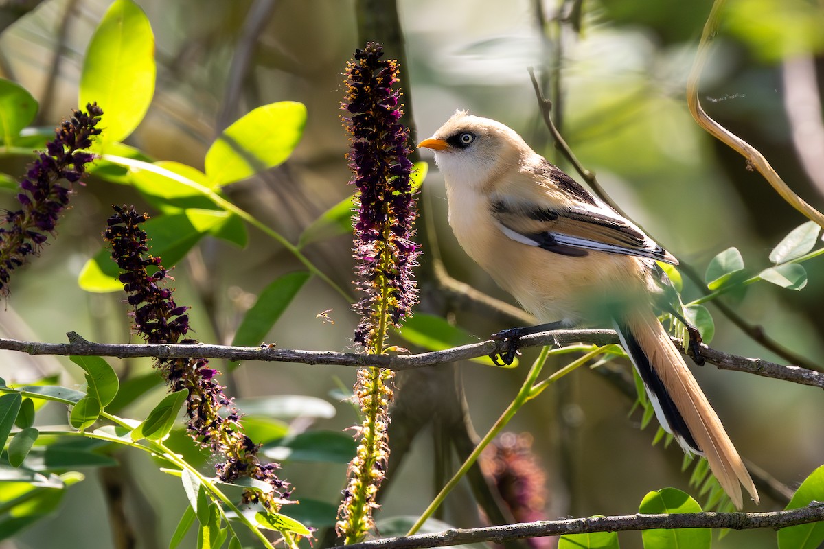 Bearded Reedling - ML659679150