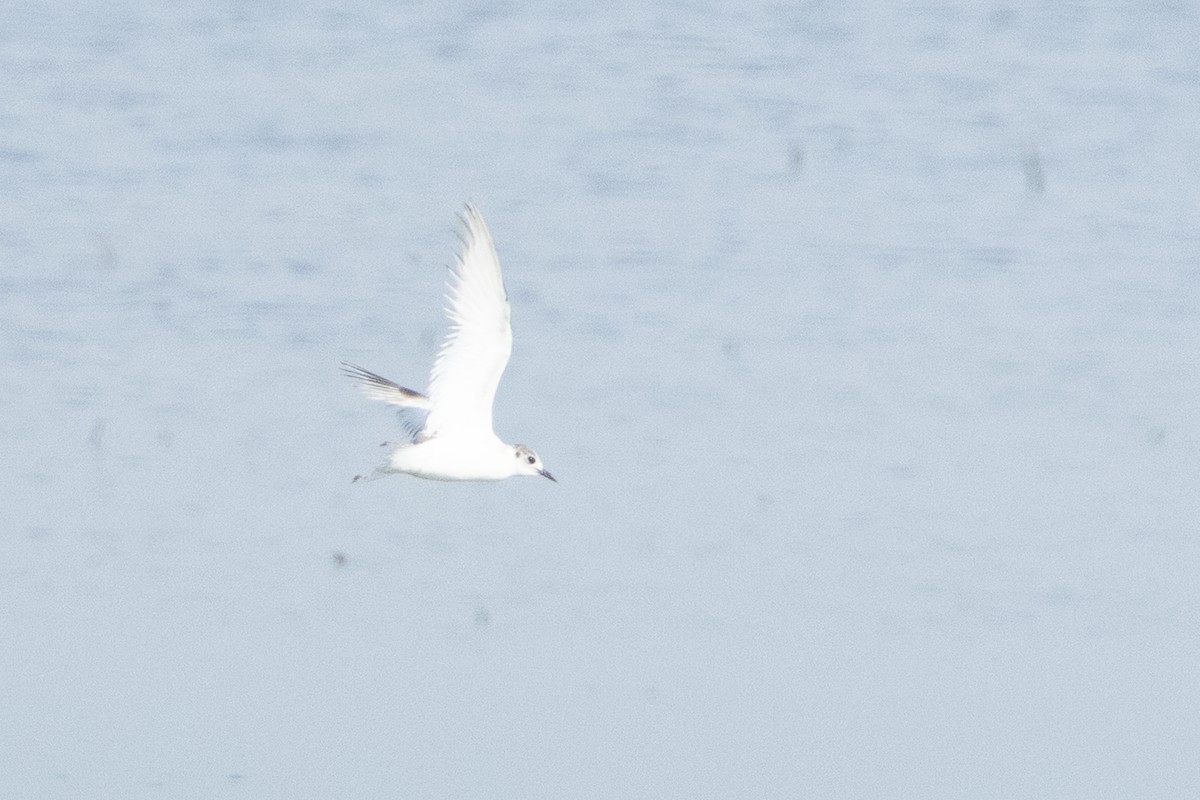 Little Gull - ML659679161