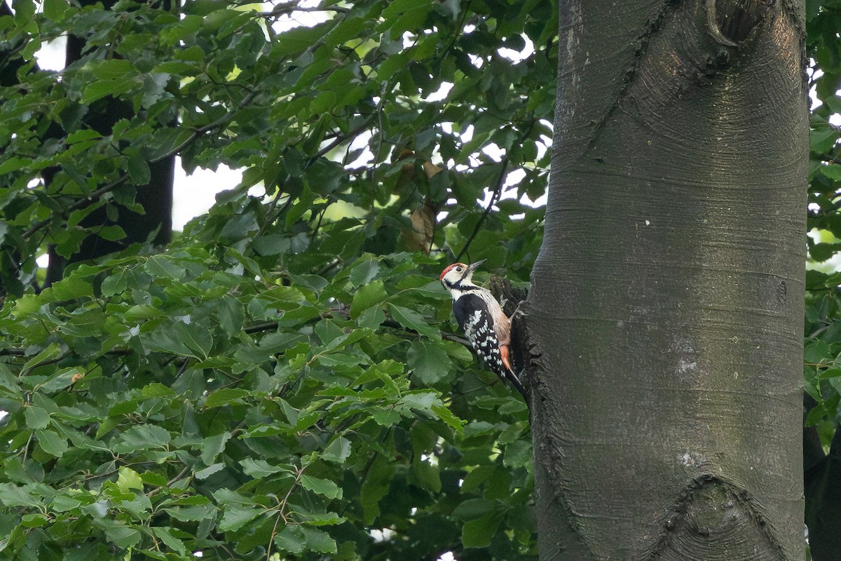 White-backed Woodpecker - ML659679234